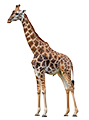 Deine Geschichte mit Giraffe