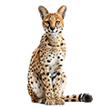 Deine Geschichte mit Serval